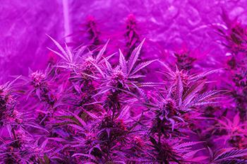 grow light from Mars SP250